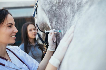 В РФ подготовили новые ветправила по инфекционной анемии лошадей